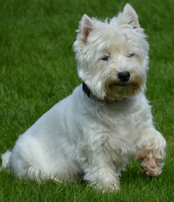 terrier terrier
