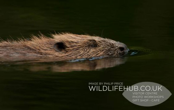 beaver beaver