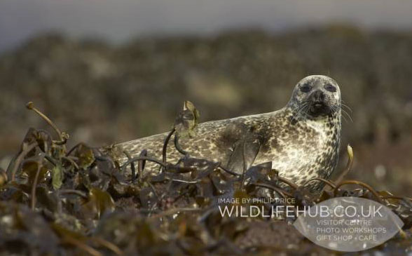 SEAL3 SEAL3