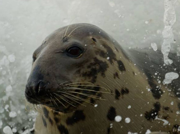 greyseal3 greyseal3
