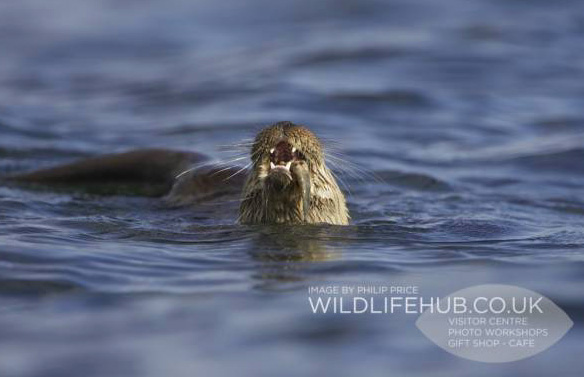 otter3 otter3