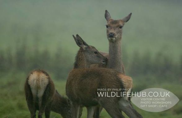 deer2 deer2