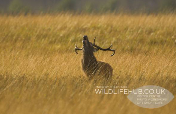 deer3 deer3