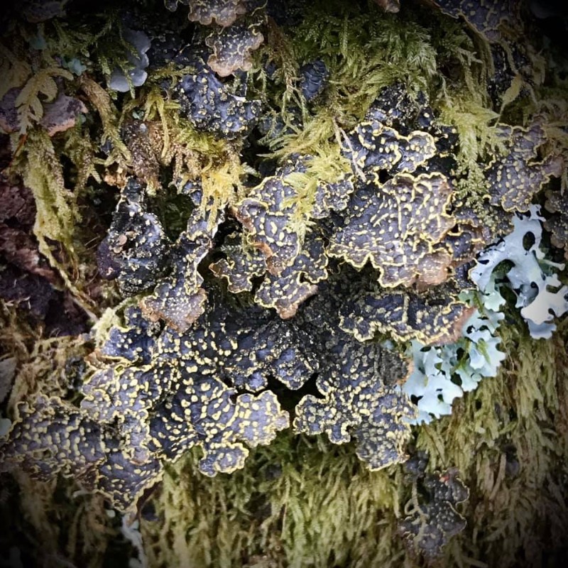 Lichen-day Lichen-day
