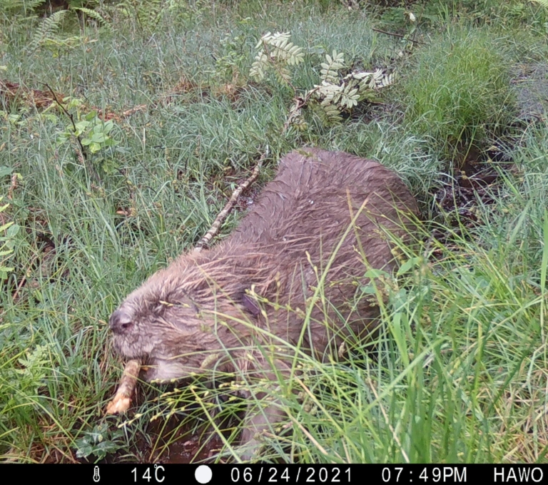 Beaver cameratrap still 768x680