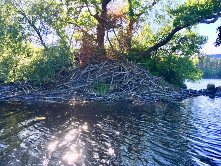Beaver lodge 768x576