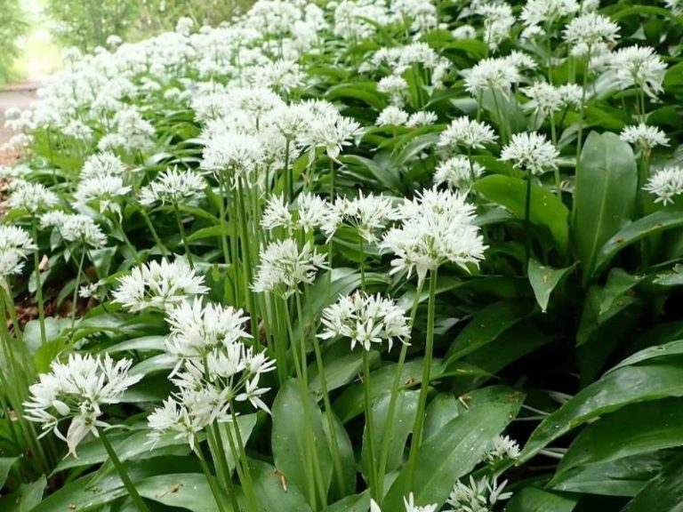 Wild Garlic in Spring Heathery Heights 768x576