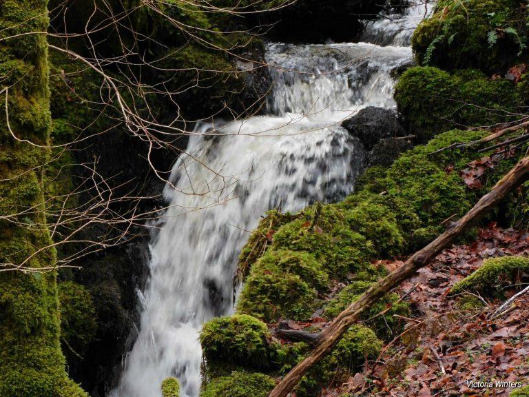 Scotlands Rainforest Loch Fyne 768x576